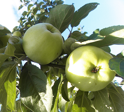 Apple variety Antonovka