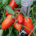 Tomato variety Kaspar