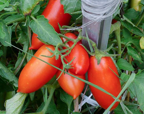 Kepingan tomato Kaspar