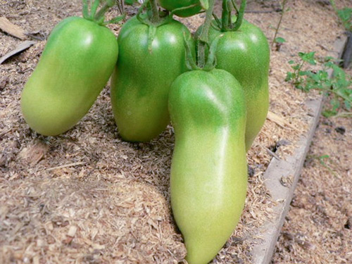 Tomato variety Kaspar