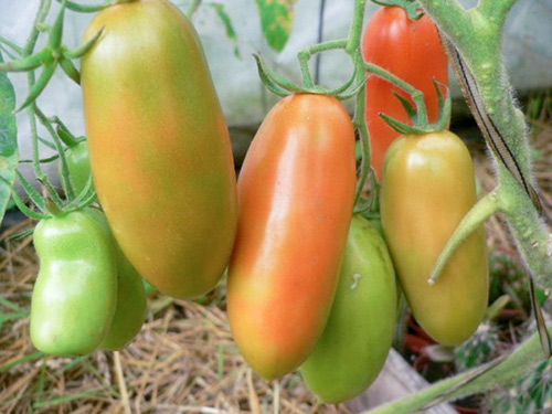 Tomato variety Kaspar