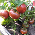 Putera Hitam pelbagai jenis tomato