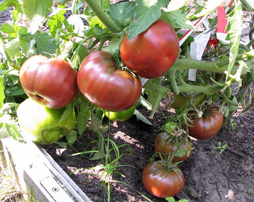 Tomatsort Black Prince