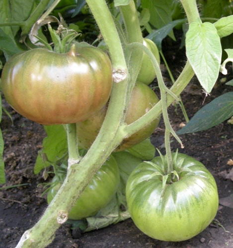 Tomato variety Black Prince