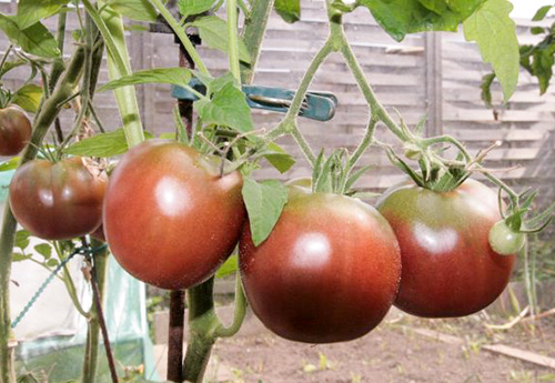 Putera Hitam pelbagai jenis tomato