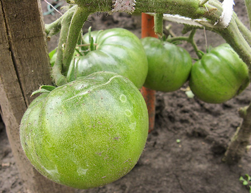 Putera Hitam pelbagai jenis tomato