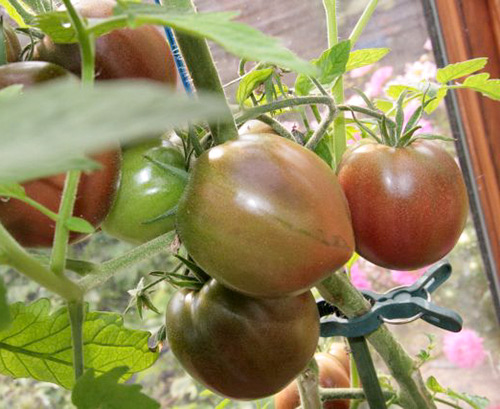 Putera Hitam pelbagai jenis tomato