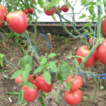 Pelbagai tomato Grandee (Budenovka)