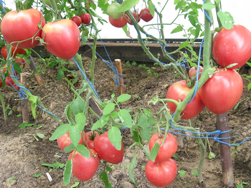 Pelbagai tomato Grandee (Budenovka)