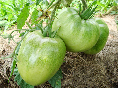 Pelbagai tomato Grandee (Budenovka)