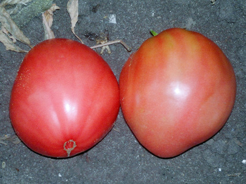 Pelbagai tomato Grandee (Budenovka)