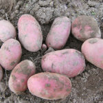 Potato variety Red Scarlet