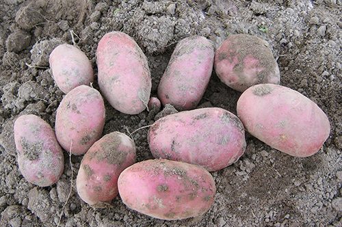 Potato variety Red Scarlet