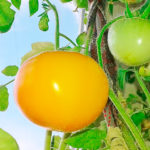 Persimmon tomato variety