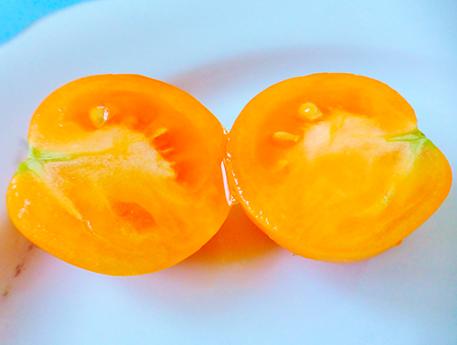 Persimmon tomato variety