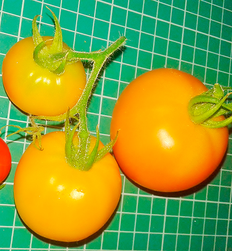 Persimmon tomato variety