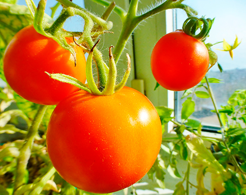 Persimmon tomato variety