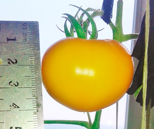 Persimmon tomato variety