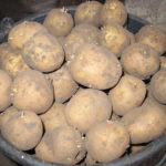 Adretta potato variety