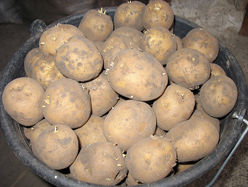 Adretta potato variety