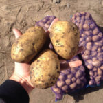 Gala potato variety