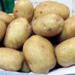 Potato variety Nevsky