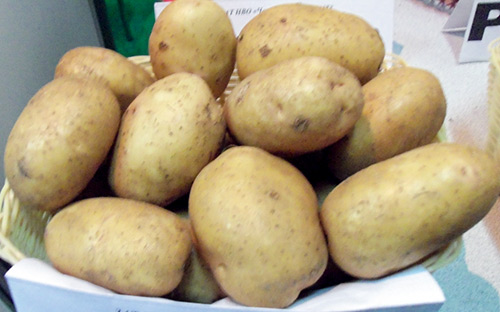 Potato variety Nevsky