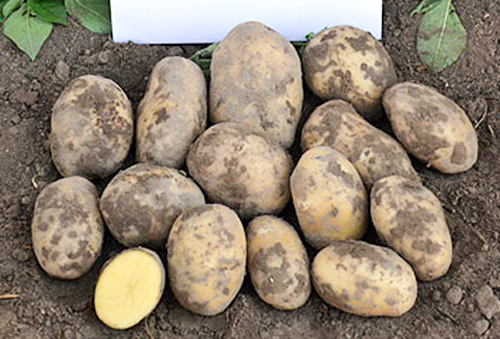 Potato variety Nevsky