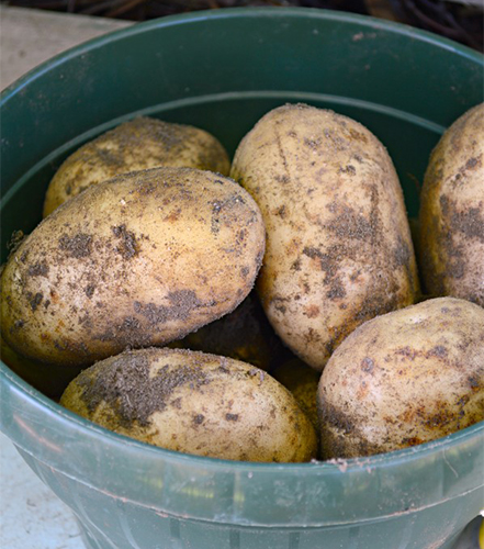 Potato variety Nevsky