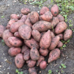 Rosara potato variety