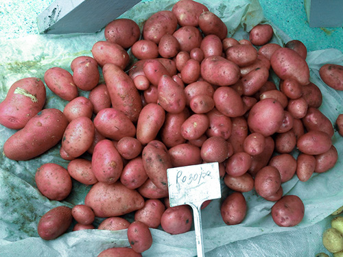 Rosara potato variety