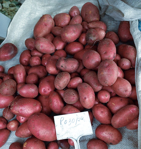 Rosara potato variety