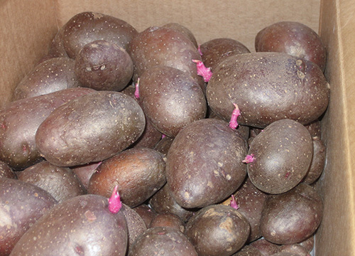 Rosara potato variety