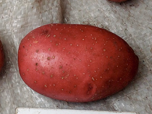 Rosara potato variety