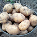 Potato variety Tuleevsky