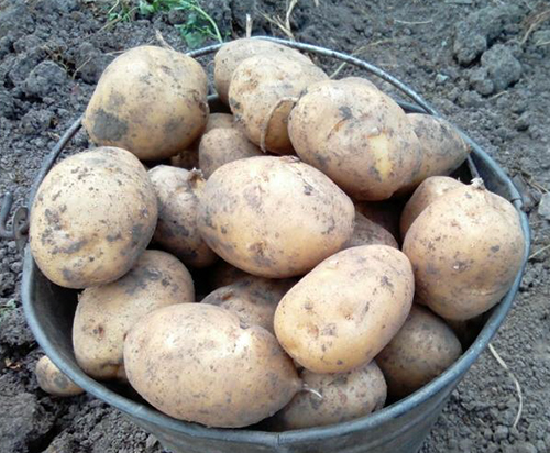 Potato variety Tuleevsky