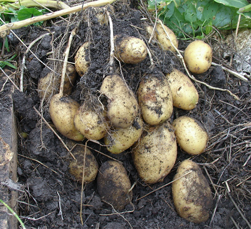 Potato variety Tuleevsky