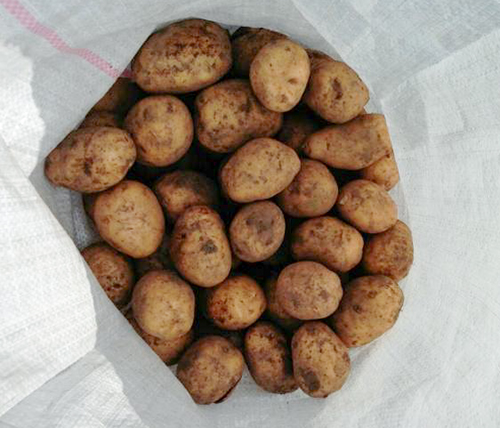 Potato variety Tuleevsky