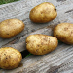 Potato variety Luck