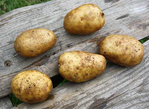 Potato variety Luck