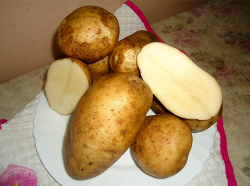 Potato variety Luck