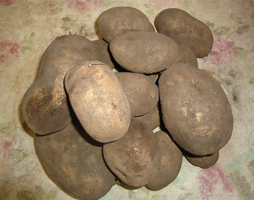 Potato variety Luck