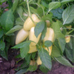 Pepper variety Swallow