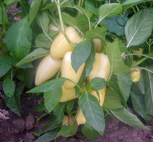 Pepper variety Swallow