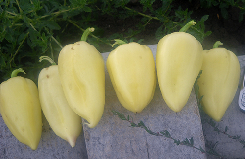 Pepper variety Swallow