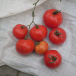 Pelbagai jenis tomato Blagovest