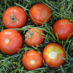 Tomatsort Sanka