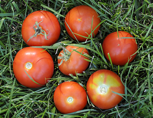 Tomato variety Sanka