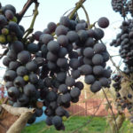 Isabella grape variety