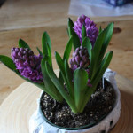 Forcing hyacinths at home